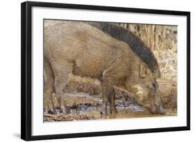 Wild Boar, Tadoba Andheri Tiger Reserve, Tatr, India-Jagdeep Rajput-Framed Photographic Print