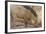 Wild Boar, Tadoba Andheri Tiger Reserve, Tatr, India-Jagdeep Rajput-Framed Photographic Print