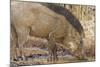 Wild Boar, Tadoba Andheri Tiger Reserve, Tatr, India-Jagdeep Rajput-Mounted Photographic Print