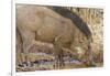 Wild Boar, Tadoba Andheri Tiger Reserve, Tatr, India-Jagdeep Rajput-Framed Photographic Print