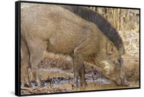 Wild Boar, Tadoba Andheri Tiger Reserve, Tatr, India-Jagdeep Rajput-Framed Stretched Canvas