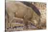 Wild Boar, Tadoba Andheri Tiger Reserve, Tatr, India-Jagdeep Rajput-Stretched Canvas