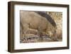 Wild Boar, Tadoba Andheri Tiger Reserve, Tatr, India-Jagdeep Rajput-Framed Photographic Print