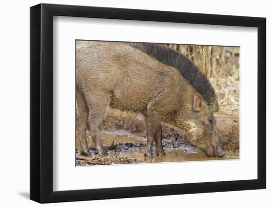 Wild Boar, Tadoba Andheri Tiger Reserve, Tatr, India-Jagdeep Rajput-Framed Photographic Print