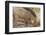 Wild Boar, Tadoba Andheri Tiger Reserve, Tatr, India-Jagdeep Rajput-Framed Photographic Print