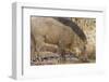 Wild Boar, Tadoba Andheri Tiger Reserve, Tatr, India-Jagdeep Rajput-Framed Photographic Print