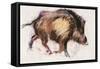Wild Boar Trotting, 1999-Mark Adlington-Framed Stretched Canvas