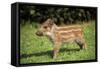 Wild Boar-null-Framed Stretched Canvas