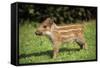 Wild Boar-null-Framed Stretched Canvas