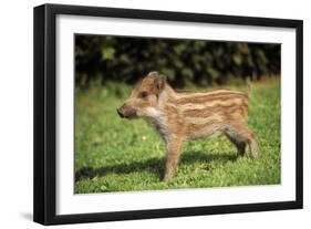 Wild Boar-null-Framed Premium Photographic Print