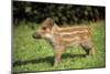 Wild Boar-null-Mounted Premium Photographic Print