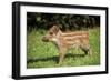 Wild Boar-null-Framed Photographic Print