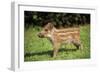 Wild Boar-null-Framed Photographic Print