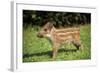 Wild Boar-null-Framed Photographic Print