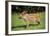 Wild Boar-null-Framed Photographic Print