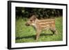 Wild Boar-null-Framed Photographic Print