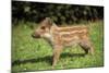 Wild Boar-null-Mounted Photographic Print