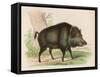 Wild Boar-null-Framed Stretched Canvas