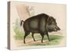 Wild Boar-null-Stretched Canvas
