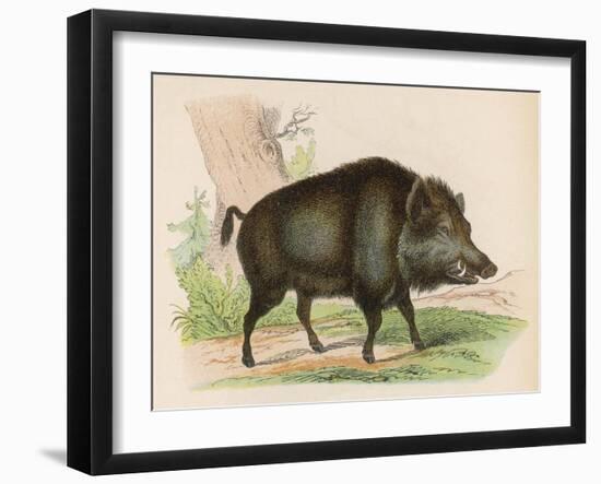 Wild Boar-null-Framed Art Print