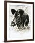 Wild Boar-English School-Framed Giclee Print