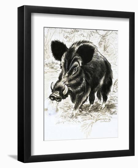 Wild Boar-English School-Framed Premium Giclee Print