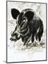 Wild Boar-English School-Mounted Premium Giclee Print
