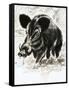 Wild Boar-English School-Framed Stretched Canvas