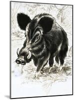 Wild Boar-English School-Mounted Giclee Print