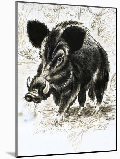 Wild Boar-English School-Mounted Giclee Print