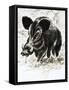 Wild Boar-English School-Framed Stretched Canvas