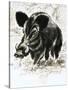 Wild Boar-English School-Stretched Canvas