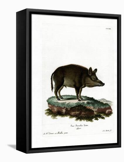 Wild Boar-null-Framed Stretched Canvas