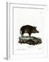 Wild Boar-null-Framed Giclee Print