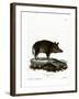 Wild Boar-null-Framed Giclee Print