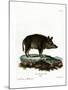 Wild Boar-null-Mounted Giclee Print