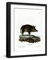 Wild Boar-null-Framed Giclee Print