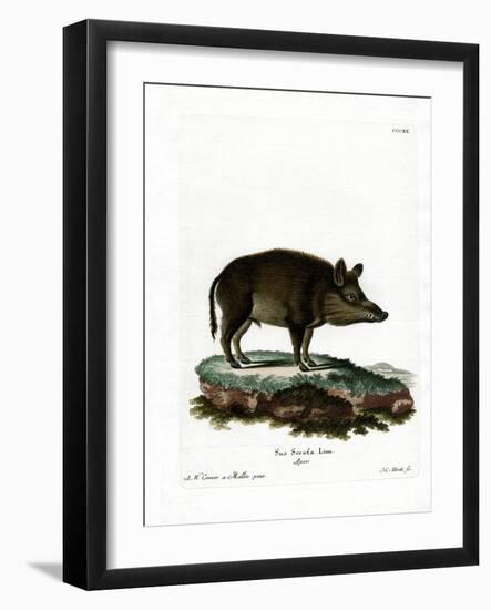 Wild Boar-null-Framed Giclee Print