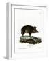 Wild Boar-null-Framed Giclee Print