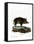 Wild Boar-null-Framed Stretched Canvas