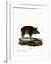 Wild Boar-null-Framed Giclee Print