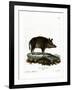 Wild Boar-null-Framed Giclee Print