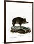 Wild Boar-null-Framed Premium Giclee Print