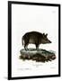 Wild Boar-null-Framed Premium Giclee Print