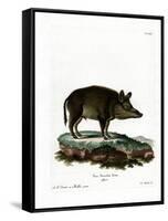 Wild Boar-null-Framed Stretched Canvas