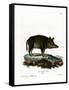 Wild Boar-null-Framed Stretched Canvas
