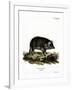 Wild Boar-null-Framed Giclee Print