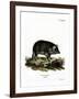 Wild Boar-null-Framed Giclee Print