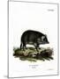 Wild Boar-null-Mounted Giclee Print