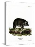 Wild Boar-null-Stretched Canvas